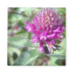 Red Clover Blossom 1 Magnet