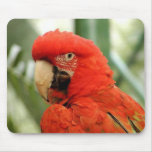 red cockatoo mousepads