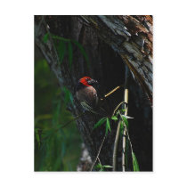 Red collared barbet bird nesting postcard