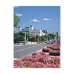 Red Colourful Elgin Street, Ottawa flowers postcards