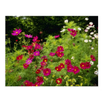 Red Cosmos flowers postcards