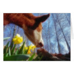 Red Cow and Yellow Daffodils cards
