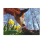 Red Cow and Yellow Daffodils postcards