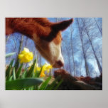 Red Cow and Yellow Daffodils posters