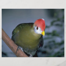 Red-crested turaco, Africa Flyers