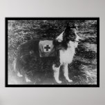 Red Cross Dog in Italy 1909 posters