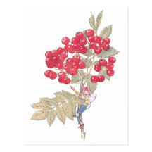 Red Currant Berries and Fairy Post Card