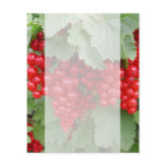 Red Currants on the Plant. Green Leaves. Custom flyers