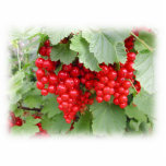 Red Currants on the Plant. Green Leaves. Custom photo sculptures