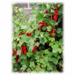 Red Currants on the Plant. Green Leaves. Custom photo sculptures