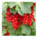 Red Currants on the Plant. Green Leaves. Custom photo sculptures