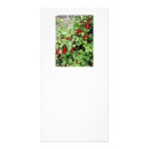 Red Currants on the Plant. Green Leaves. Photo Cards