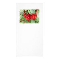 Red Currants on the Plant. Green Leaves. Photo Greeting Card