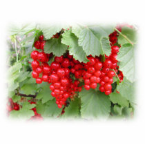 Red Currants on the Plant. Green Leaves. Photo Sculpture
