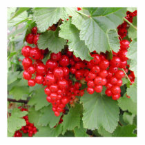 Red Currants on the Plant. Green Leaves. Photo Cut Out