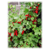 Red Currants on the Plant. Green Leaves. Acrylic Cut Outs