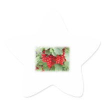Red Currants on the Plant. Green Leaves. Stickers
