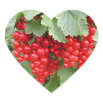 Red Currants on the Plant. Green Leaves. Stickers