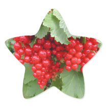 Red Currants on the Plant. Green Leaves. Star Sticker
