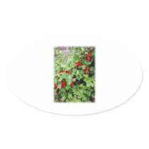 Red Currants on the Plant. Green Leaves. Sticker