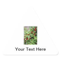 Red Currants on the Plant. Green Leaves. Sticker