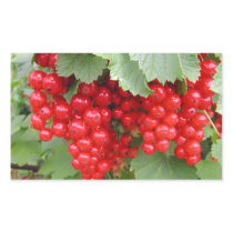 Red Currants on the Plant. Green Leaves. Rectangular Sticker