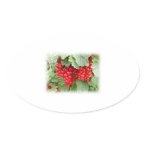 Red Currants on the Plant. Green Leaves. Stickers