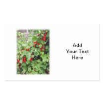 Red Currants on the Plant. Green Leaves. Rectangular Stickers