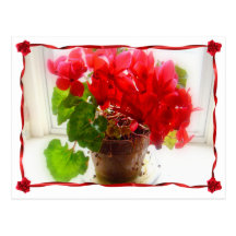 Red Cyclamen Flowers Post Cards