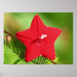 Red Cypress Vine posters