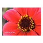Red Dahlia DSC6094 Invitation