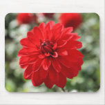 Red Dahlia mousepads