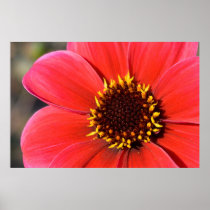 Red Dahlia