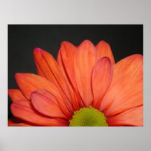 Red daisy Canvas print