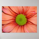 Red daisy Canvas print 3