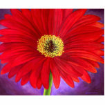 Red Daisy Flower Painting Art Photo Sculpture photo sculptures