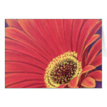 Red Daisy Flower Painting - Multi Cards
