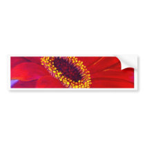 Red Daisy Gerber Flower Painting Art - Multi