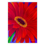 Red Daisy Gerber Flower Painting Art - Multi cards