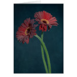 Red Daisy Greeting Card