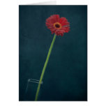 Red Daisy Greeting Cards