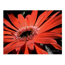 Red Daisy Postcard