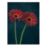 Red Daisy Postcards
