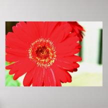 Red Daisy Poster