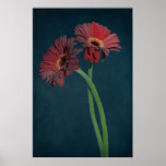Red Daisy posters