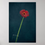 Red Daisy Posters