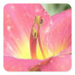 Red Daylily Close Up