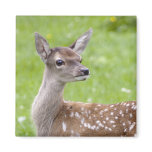 Red Deer Fawn Magnet