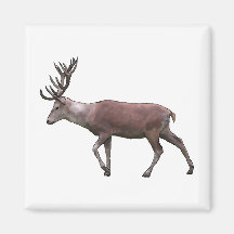 Red Deer. Fridge Magnet