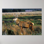 Red Deer Print